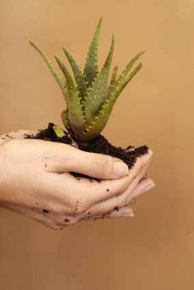Hands holding an aloe plant