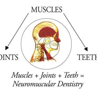 An image showing the connection between muscles, teeth, and joints
